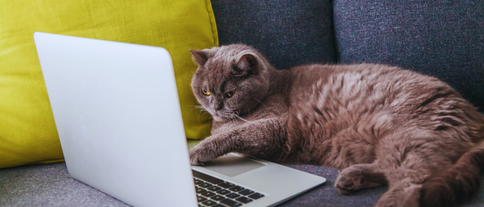 April2026 cat typing 700x300