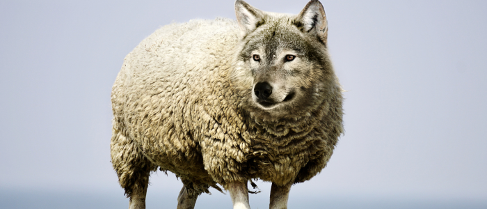 Be alert wolf as sheep 700x300