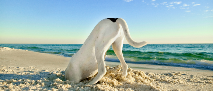 Curiosity dog curious 700x300