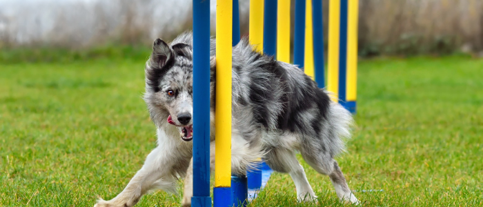 Habits shortcuts blog dog training