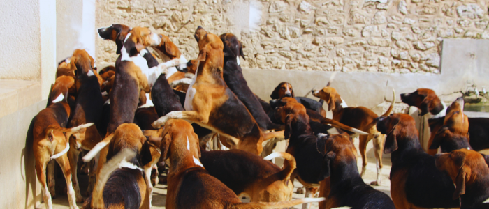 Jan26 blog social proof dogs