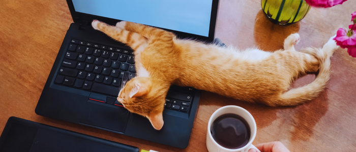 May25 blog cat sleep on laptop 700x300