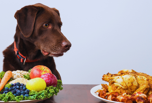 May25 blog dog choices 500x500