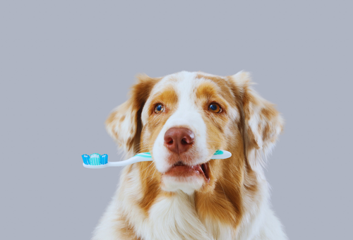 Sept 2025 dog brushing teeth