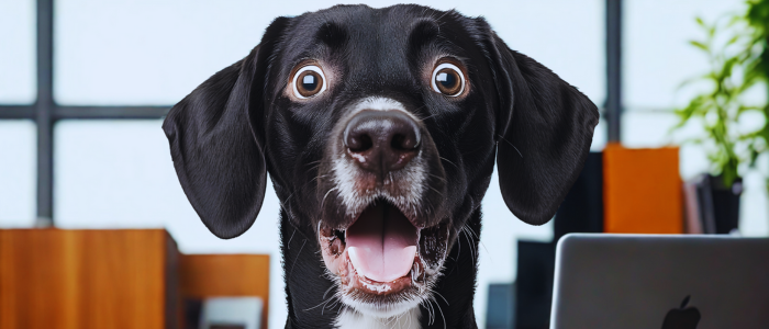 blog Aug 25 Shocked dog 700x300