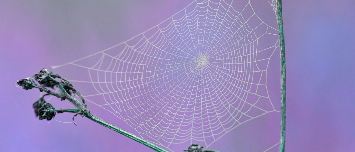 blog Aug 25 spider web 700x300